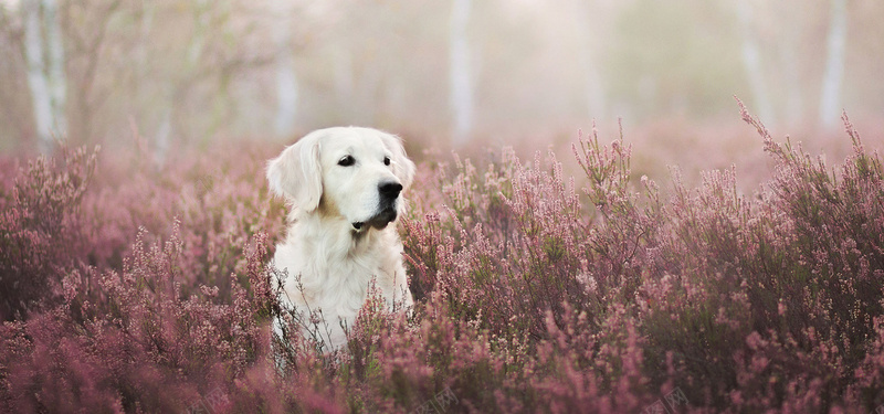 花丛中的狗狗背景图背景