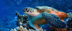 水下摄影海龟水下背景图高清图片
