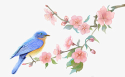 水彩花鸟画十二月花信之二月杏花素材