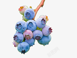 水果蓝莓浆果素材