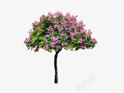 紫薇树大叶紫薇免抠元素高清图片