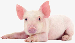 家养小猪粉色png免抠素材_新图网 https://ixintu.com 猪 粉色 小猪 家养 养殖
