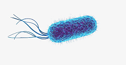 细菌的模型示意图png免抠素材_新图网 https://ixintu.com 细菌 模型 抗菌 除臭
