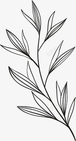 花植物手绘线条素描素材