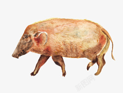 动物小清新手绘水彩野猪素材