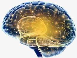人体大脑3Dpng_新图网 https://ixintu.com 大脑 3D 神经系统 人体组织 健康