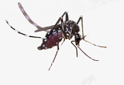 四害吸血的蚊子高清图片
