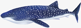 写实卡通海洋生物鲸鲨png免抠素材_新图网 https://ixintu.com 写实 卡通 海洋生物 鲸鲨