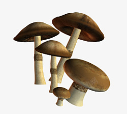 香菇汤五个蘑菇香菇高清图片