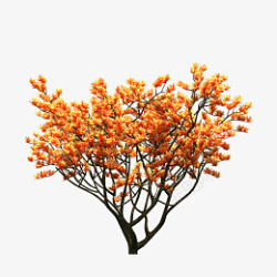 中式树秋天落叶橙色树叶树枝素材