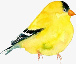 手绘精美水彩中国风黄鹂鸟素材