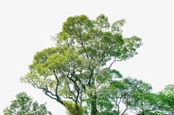 植物立面立面树绿色树木高清图片