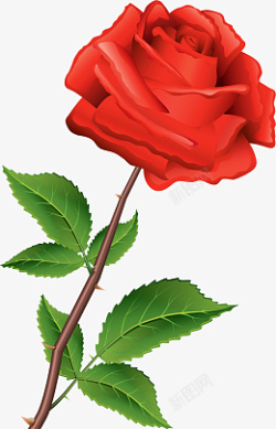 免抠一朵红色玫瑰花素材
