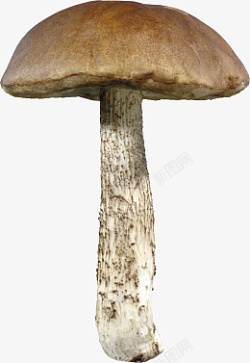 一个蘑菇一个蘑菇蘑菇高清图片