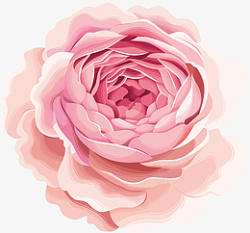 漂亮玫瑰牡丹花素材