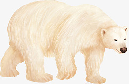 小清新写实卡通哺乳类动物北极熊png免抠素材_新图网 https://ixintu.com 小清新 写实 卡通 哺乳类动物 北极熊