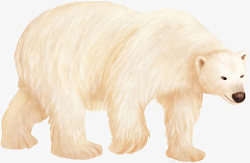 小清新写实卡通哺乳类动物北极熊素材