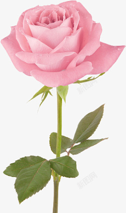 玫瑰花粉玫瑰一枝花红色花素材