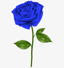 一朵蓝色玫瑰花素材