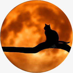 月亮下孤独的猫素材
