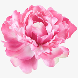一朵粉色牡丹鲜花素材