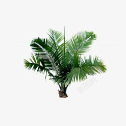 热植热带椰树植物高清图片
