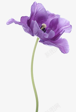 浪漫紫色鲜花png免抠素材_新图网 https://ixintu.com 紫色 鲜花 花瓣 一支花