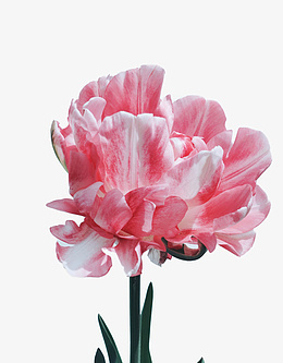 一朵盛开的粉色鲜花png免抠素材_新图网 https://ixintu.com 花朵 植物 鲜花 桃花