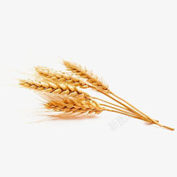 小麦黄色农作物素材