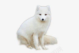 罕见动物北极狐png免抠素材_新图网 https://ixintu.com 白色 动物 北极狐 坐着