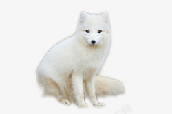 罕见的罕见动物北极狐高清图片