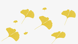 秋季银杏黄色高清图片