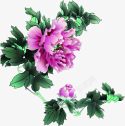 紫色牡丹国花素材素材