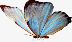 彩色有翅膀的蝴蝶素材