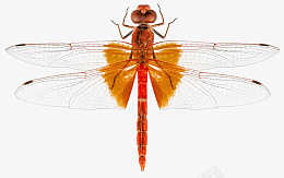 红色平面蜻蜓png免抠素材_新图网 https://ixintu.com 蜻蜓 红色蜻蜓 平面蜻蜓 橙色蜻蜓