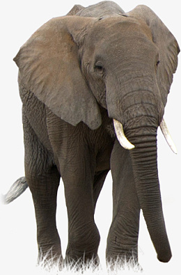 高清的大象牙png免抠素材_新图网 https://ixintu.com 高清 大象 南非 动物