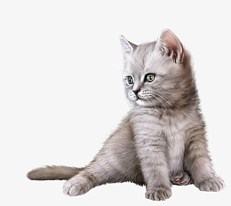 很可爱的小猫png免抠素材_新图网 https://ixintu.com 猫 动物 可爱 好看
