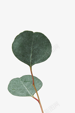 绿色植物的圆形叶子装饰psd免抠素材_新图网 https://ixintu.com 叶子 植物 装饰 绿色