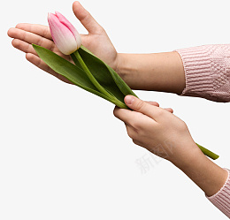 拿着郁金香的手png免抠素材_新图网 https://ixintu.com 郁金香 鲜花 花店 粉色 绿色 植物 毛衣 手