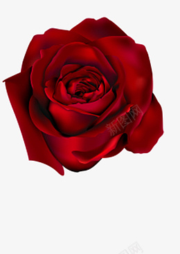 玫瑰红色玫瑰花植物一朵png免抠素材_新图网 https://ixintu.com 玫瑰 红色 玫瑰花 植物 一朵