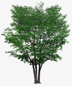植物朴树树叶绿色素材