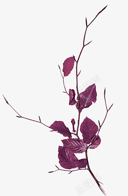 紫色树叶树枝装饰图案png免抠素材_新图网 https://ixintu.com 紫色 树叶 树枝 装饰图案 免抠PNG