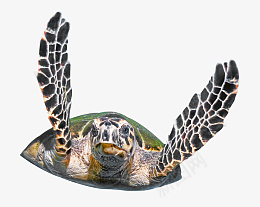 游泳的大海龟psd免抠素材_新图网 https://ixintu.com 海龟 海底 海洋生物 动物