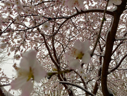 春天的味道春天的味道桃花高清图片