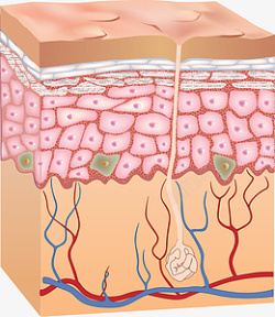 皮肤的结构皮肤结构高清图片