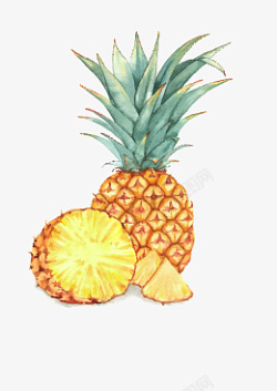 菠萝标签手绘凤梨图片高清图片