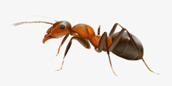 昆虫蚂蚁元素素材