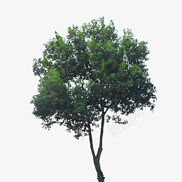 一颗背景透明的树png免抠素材_新图网 https://ixintu.com 树 半透明背景 半透明背景的树 绿色大树