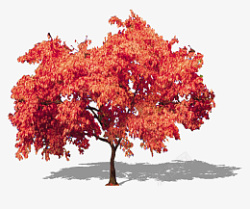 红色景观树素材抠图素材