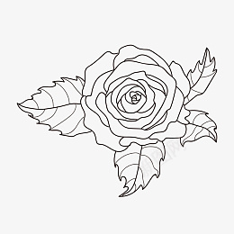 线描玫瑰花朵png免抠素材_新图网 https://ixintu.com 线描 线稿 花卉 花朵 鲜花